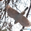 林の中を飛ぶオオタカ 2