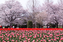 春 全開 桜とチューリップ いつものフィールド