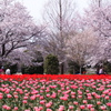 春 全開 桜とチューリップ いつものフィールド