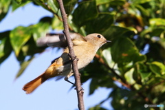 今期初ジョウビ