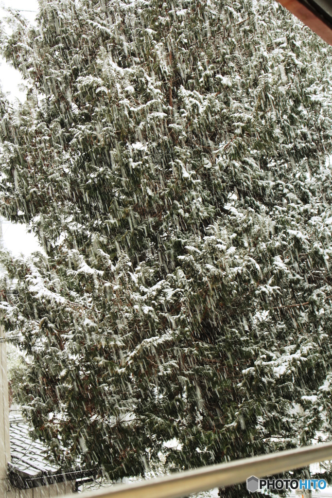 大雪になってきた。始めて使ったキットレンズ