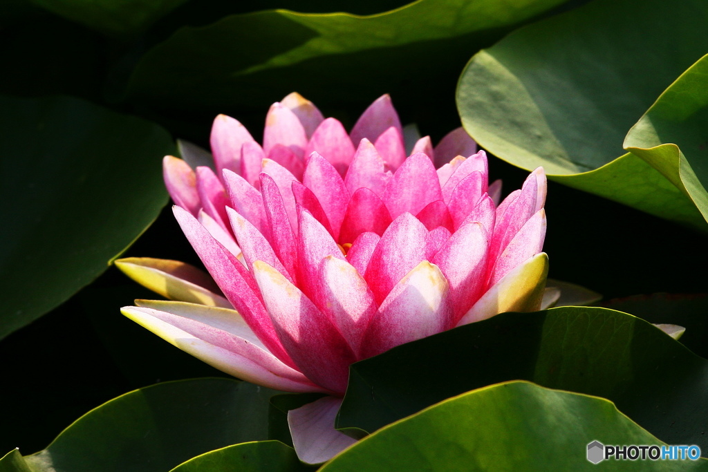 睡蓮花