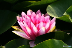 睡蓮花