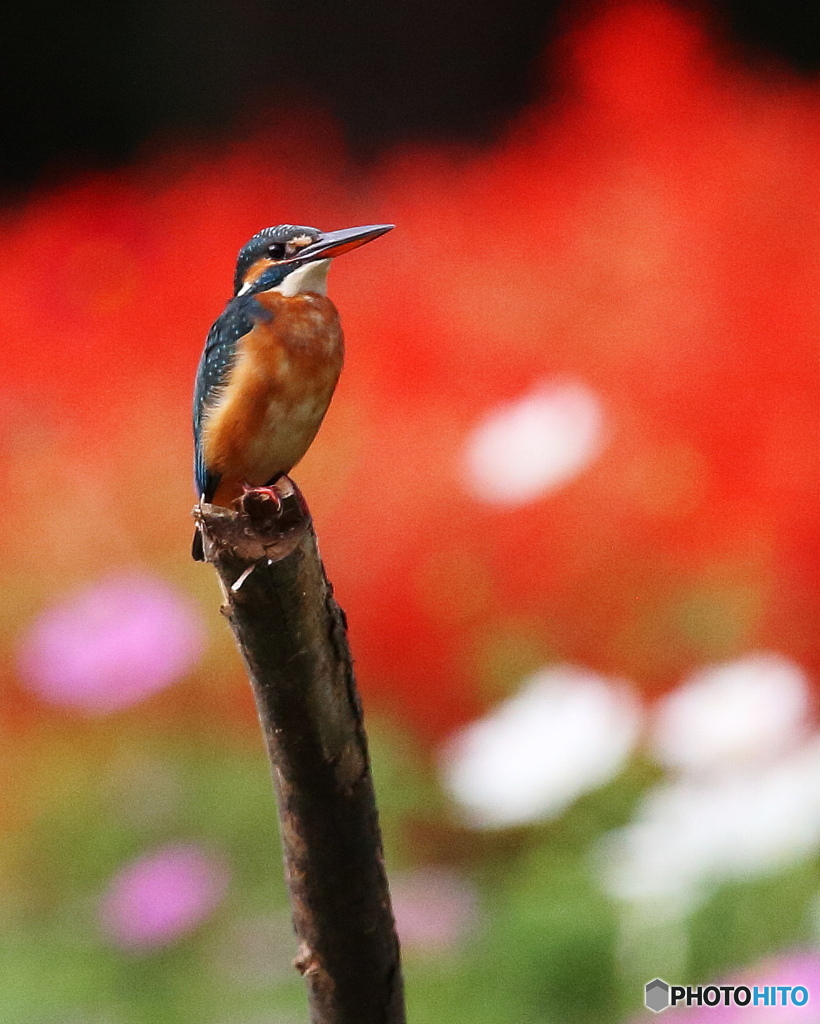 秋のカワセミ1