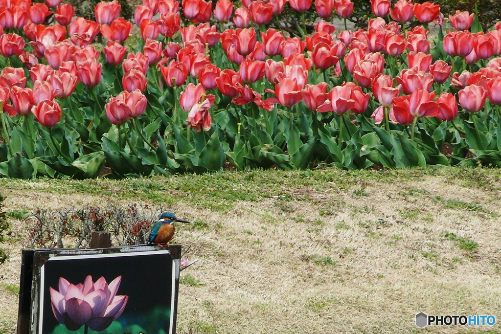 カワセミと春の花 3