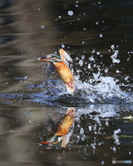 カワセミの飛び出し3