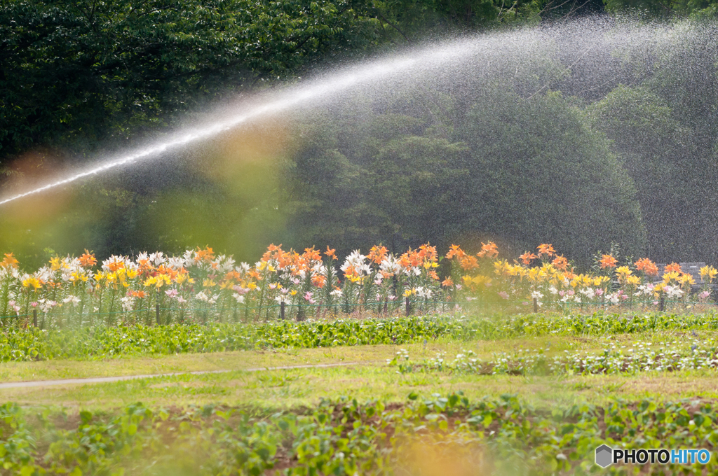 公園の散水風景 1 ユリ園