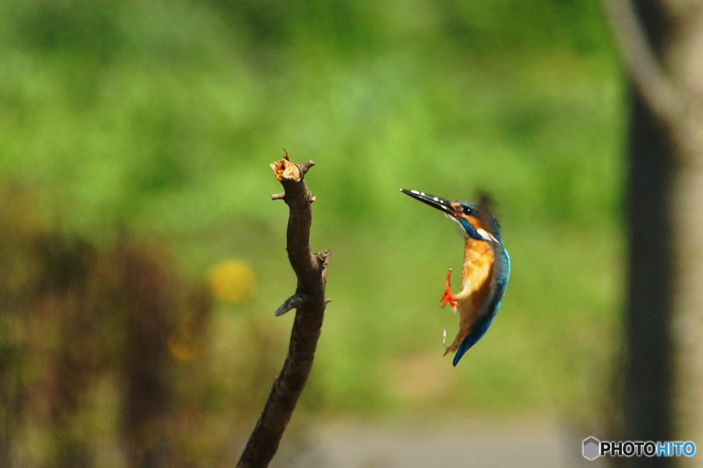 緑のフィールド