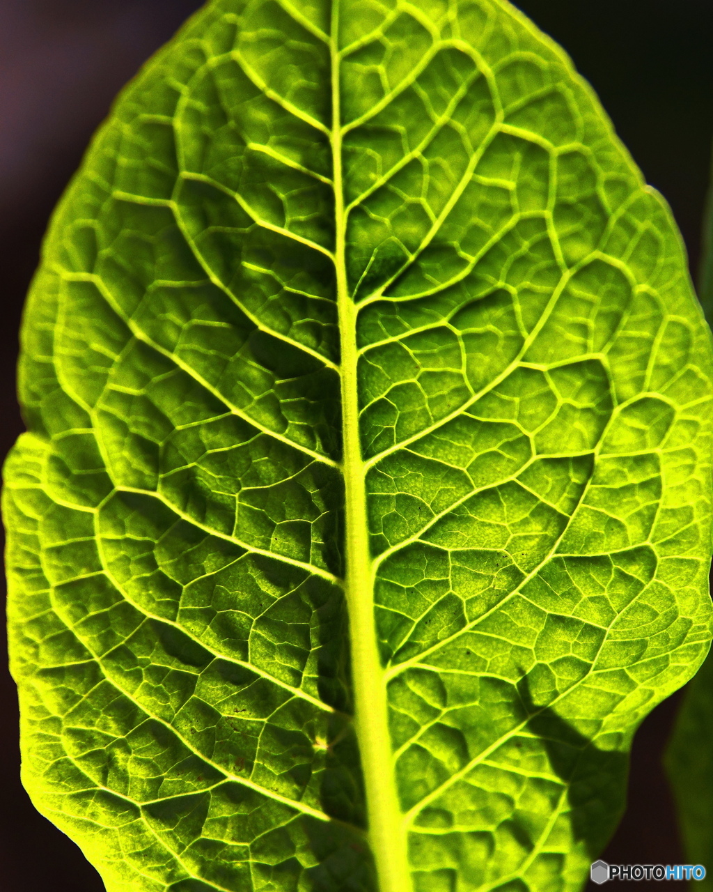 外出自粛 庭の野菜コスレタス 1