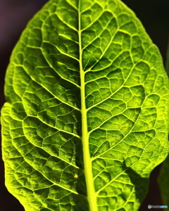 外出自粛 庭の野菜コスレタス 1