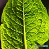 外出自粛 庭の野菜コスレタス 1