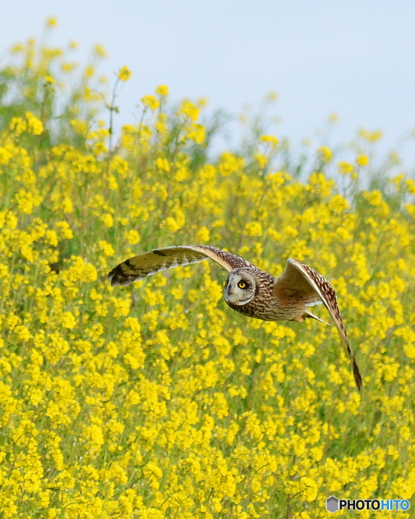 菜の花の土手を飛ぶ５