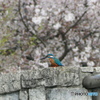 カワセミと春の花 2