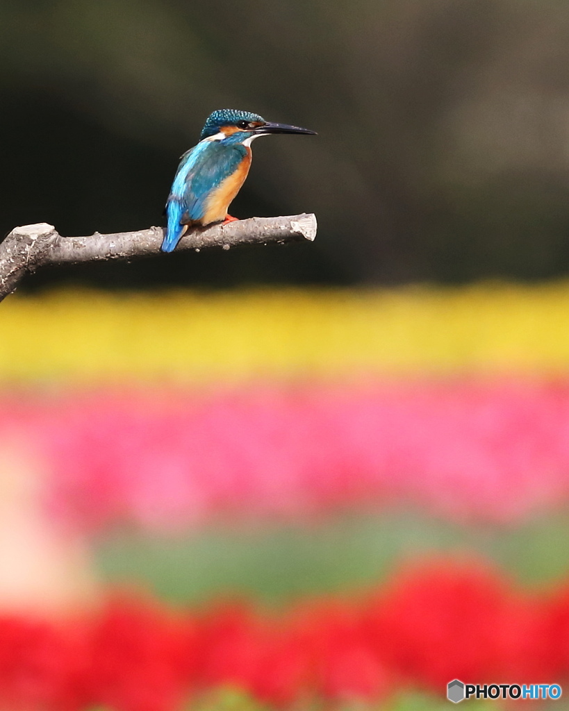 花カワセミ１