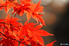公園の紅葉 1