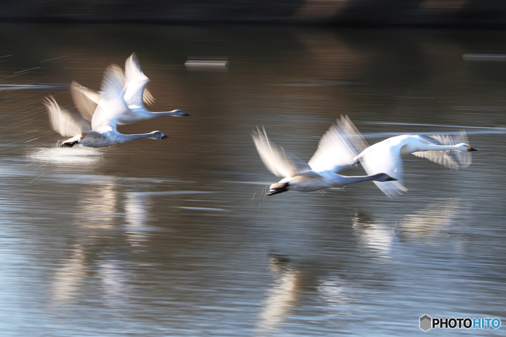 流し撮り、早朝に飛び立つ白鳥