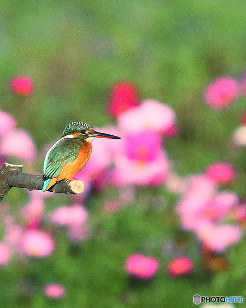 今日のカワセミ３