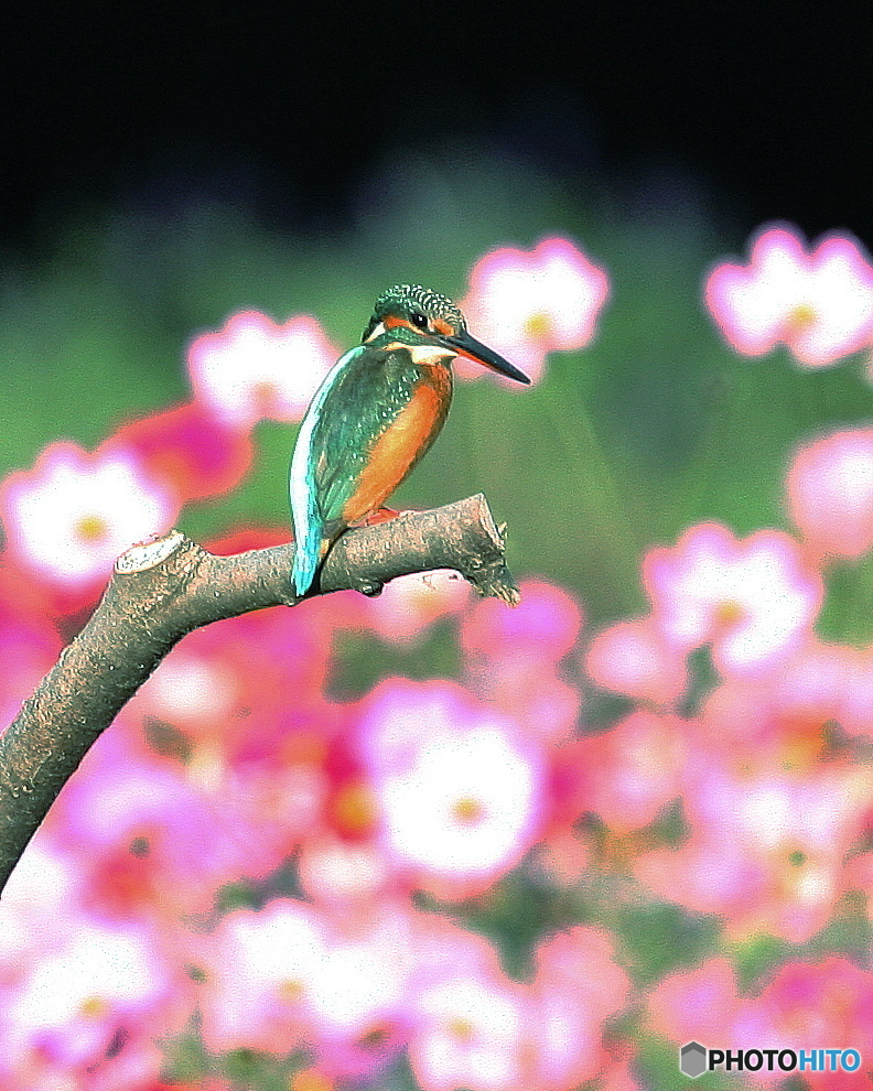 今期最終の花バック１