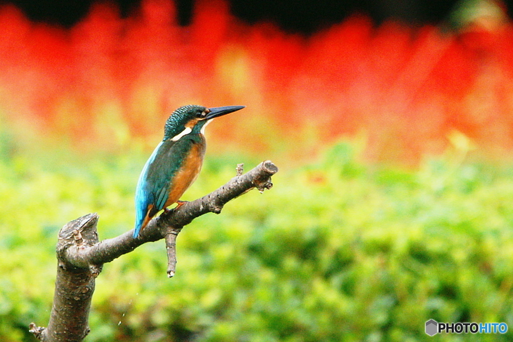 サルビアカワセミ3