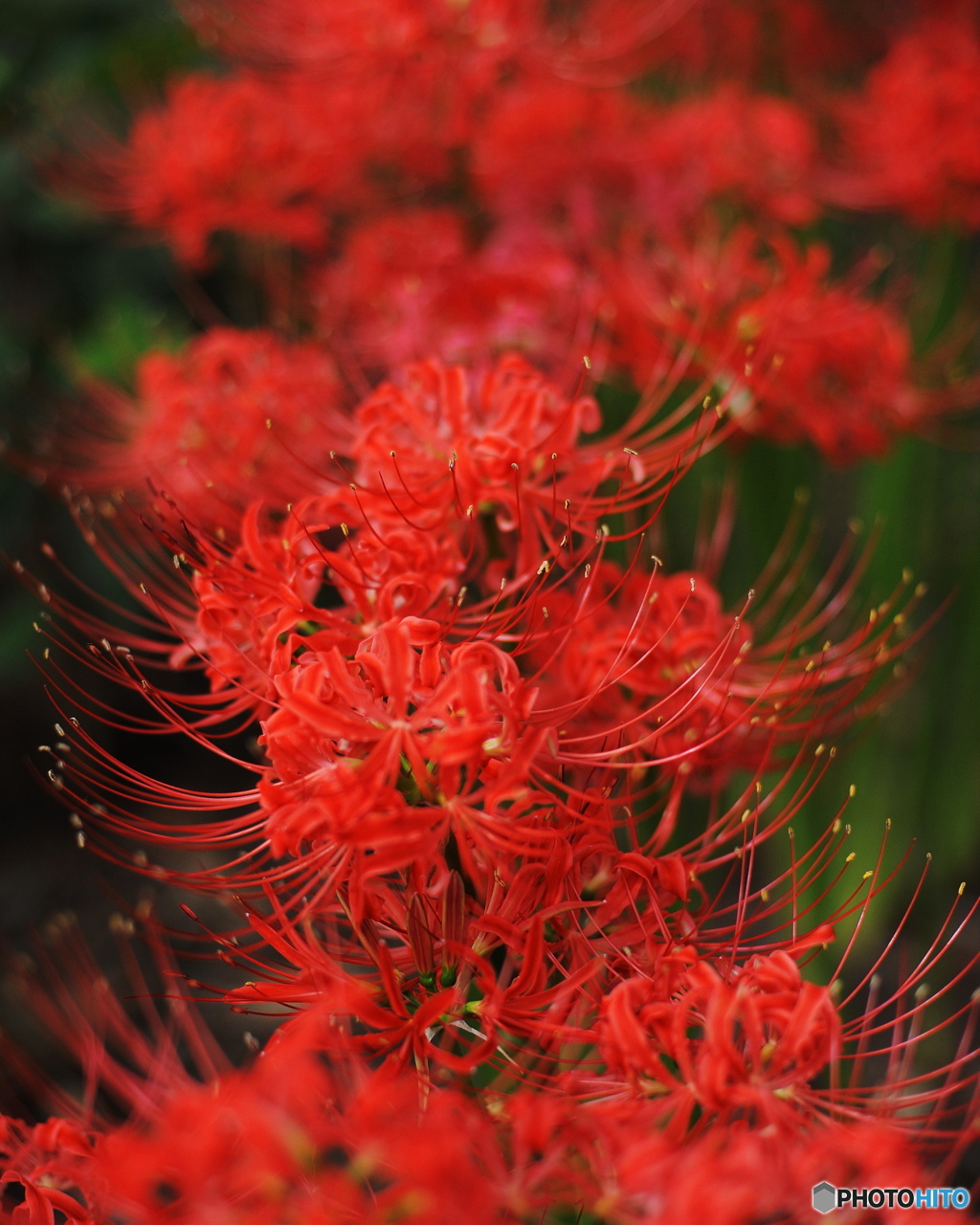 曼珠沙華3