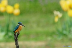 一週間ぶりのカワセミ 1