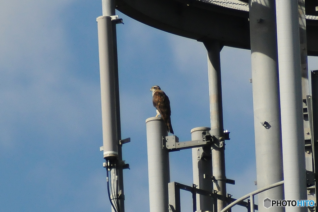 TAMRON SP 31A 200-500mm F5.6 200m by 森野熊 （ID：8043278） - 写真