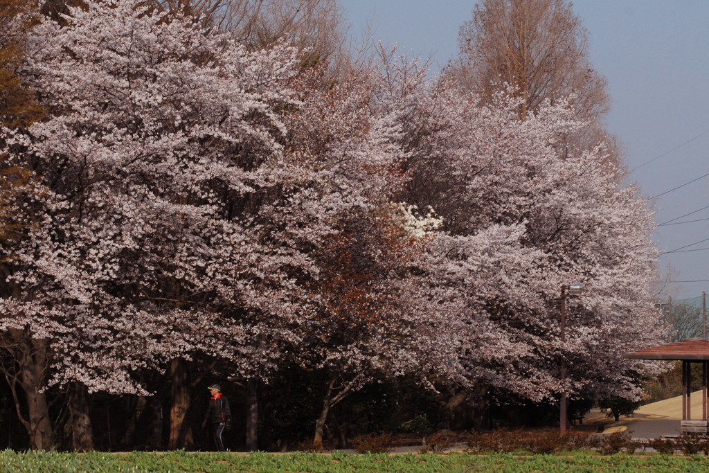 桜満開の公園 1