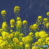 春 全開 菜の花