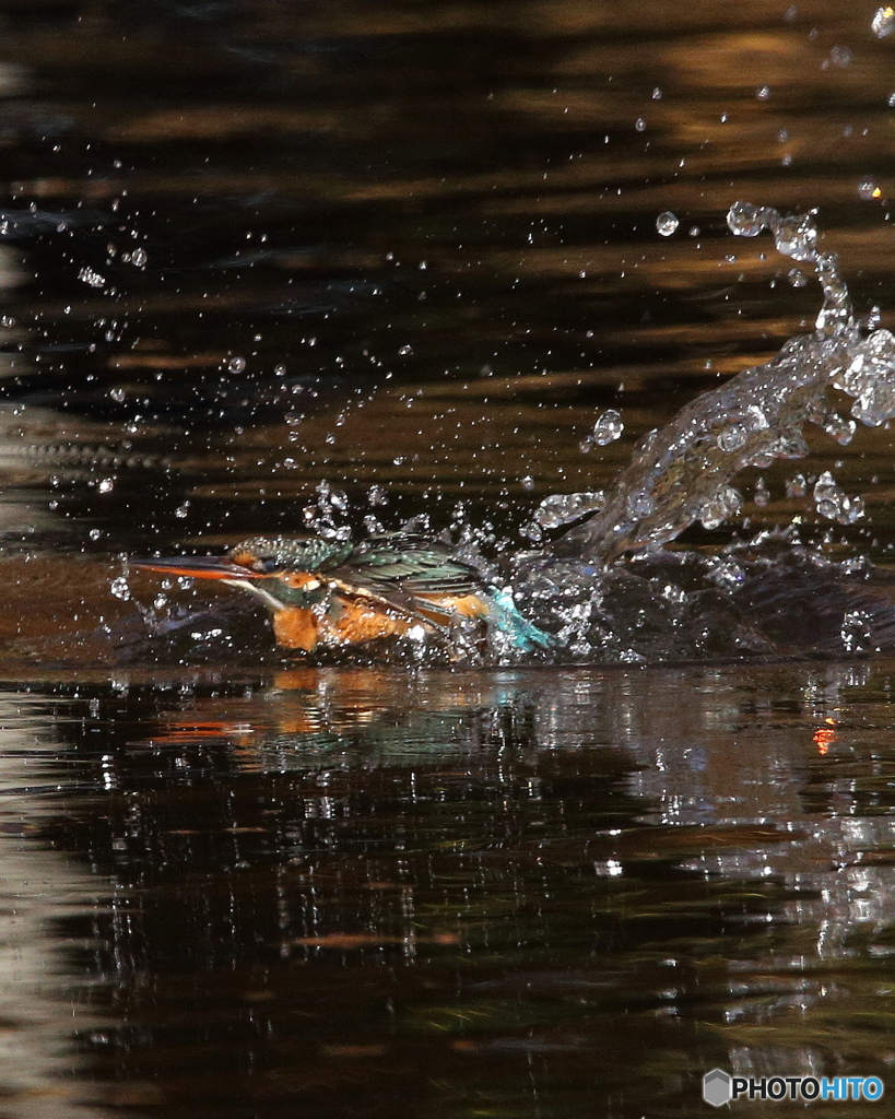 カワセミの水浴び2
