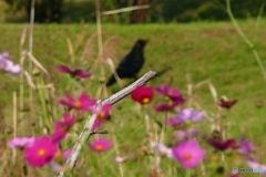 黒幕登場