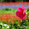 真夏の公園 4