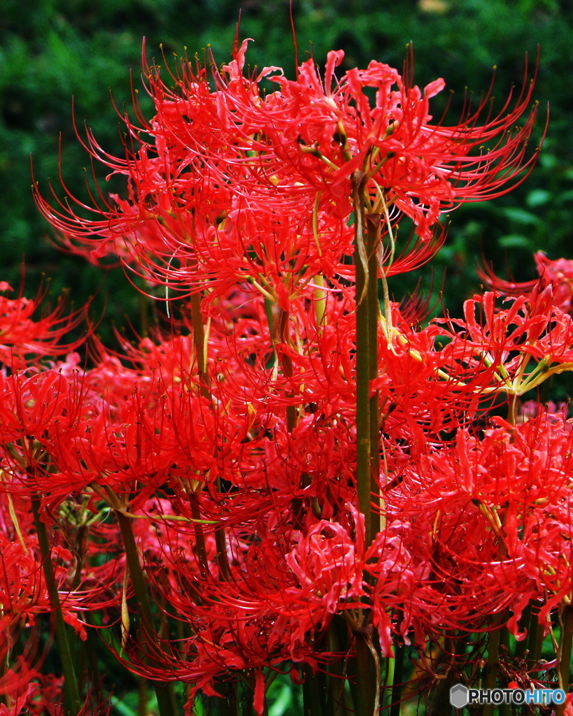 彼岸花３