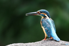 カワセミ 2 市東部の公園