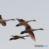 朝日を浴びて白鳥が飛ぶ 2