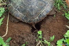 カメの産卵 穴堀完了