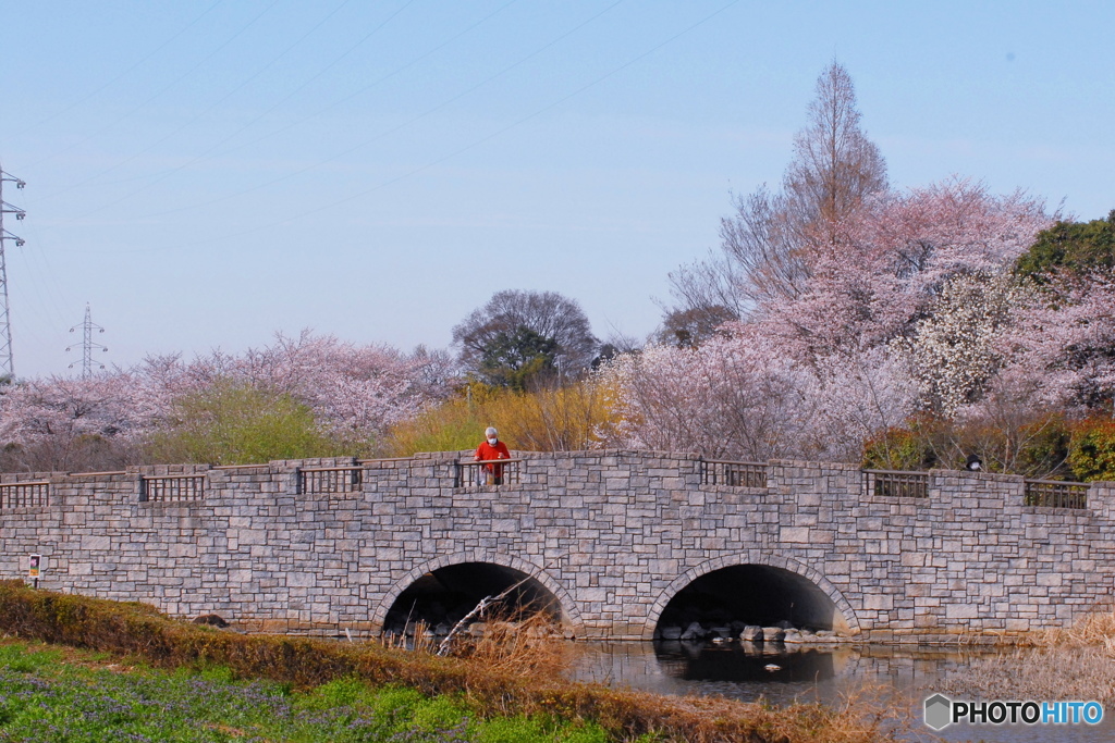 さいたま市北西部も満開の桜