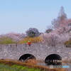 さいたま市北西部も満開の桜