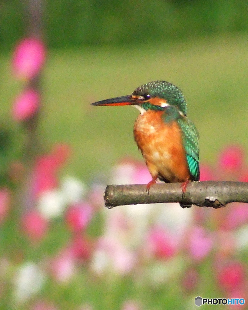 コンデジでカワセミ 1