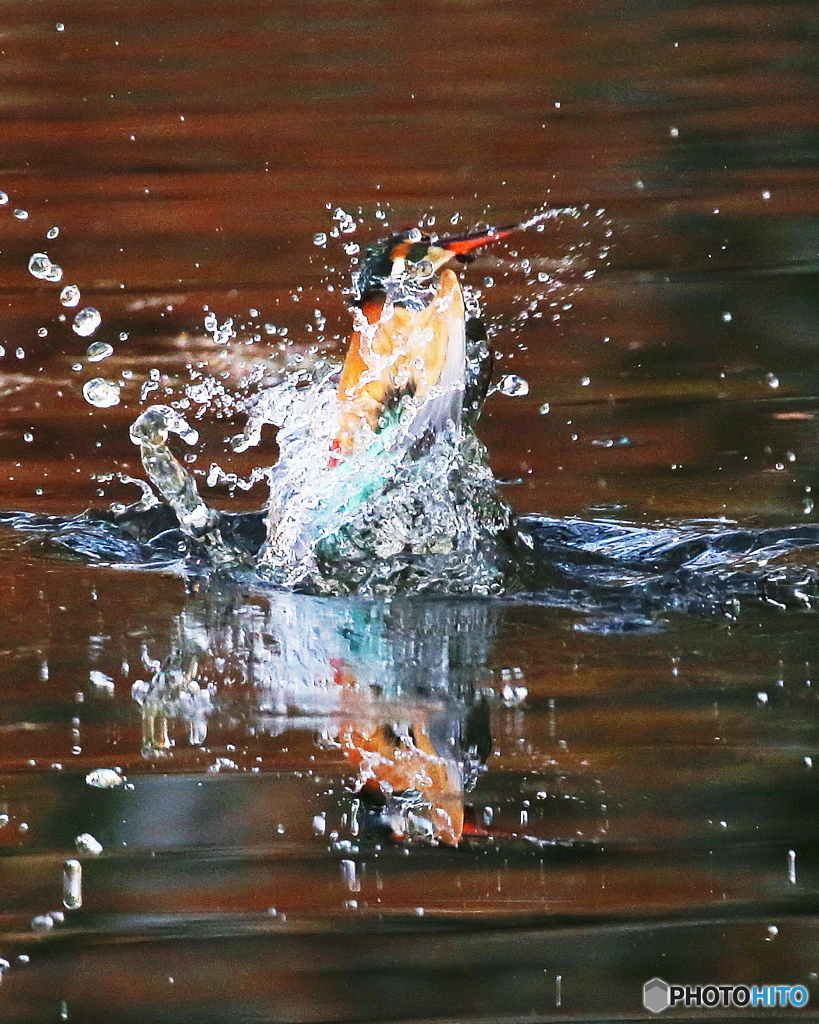 カワセミの飛び出し4