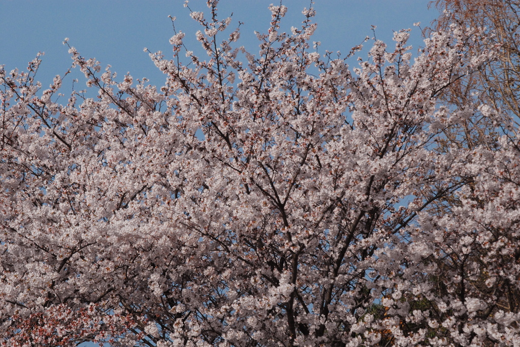 桜満開の公園 2