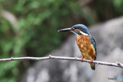 カワセミ 3 市東部の公園