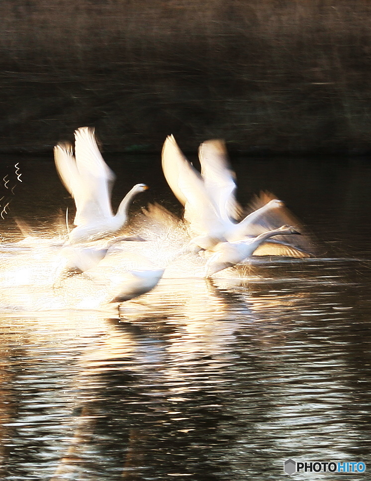 白鳥家族の飛び出し2