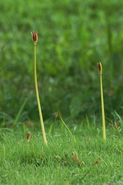 曼珠沙華  一日にどれだけ伸びるのかな？