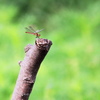 トンボの止まり木