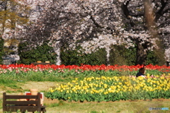 花の競演