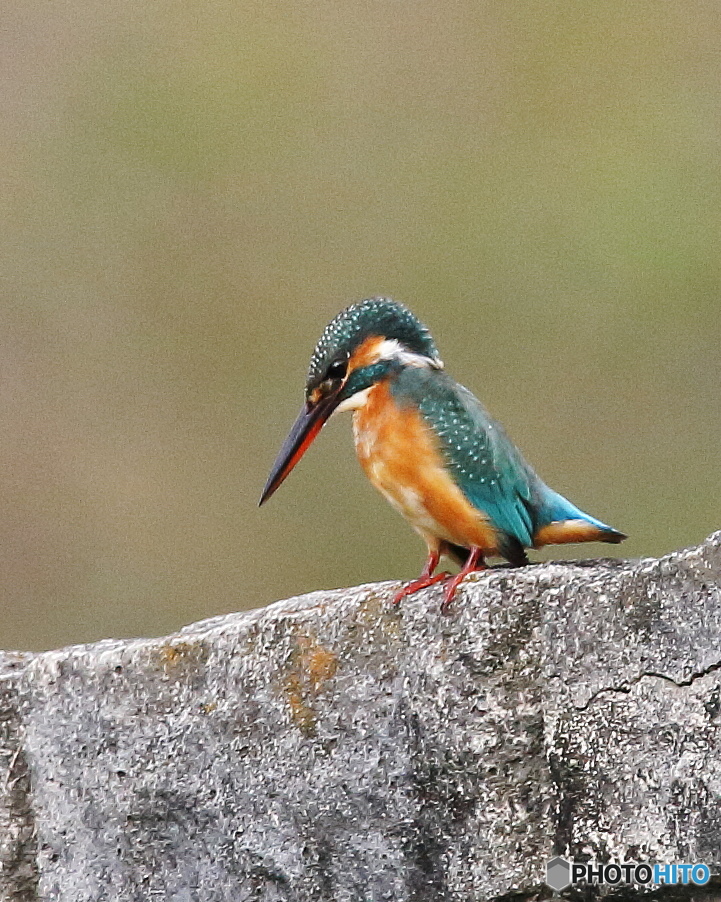 秋のカワセミ5