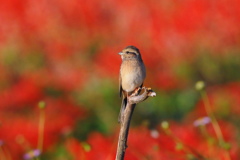 サルビアもそろそろ終わり 3 ホウジロ