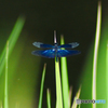 TAMRON SP A31  7m