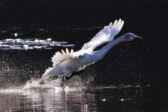 白鳥着水１