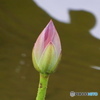 初めて咲いた蓮の花 4番花